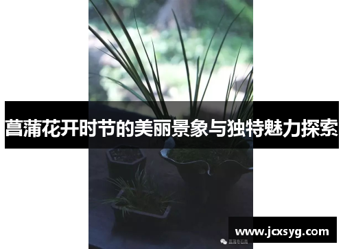 菖蒲花开时节的美丽景象与独特魅力探索